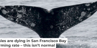 Gray whales have unique markings, making it possible to track each one in the bay. Jane Tyska/Digital First Media/East Bay Times via Getty Images